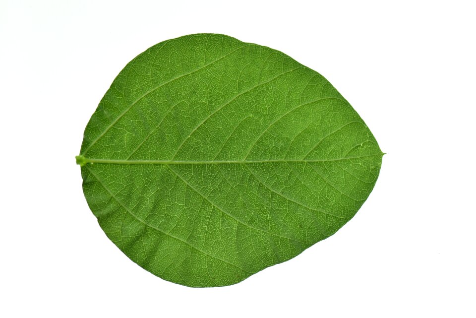 Soy leaves green health