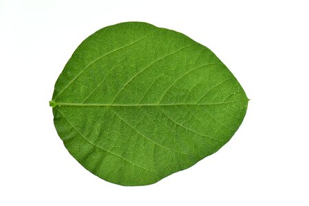 Soy leaves green health