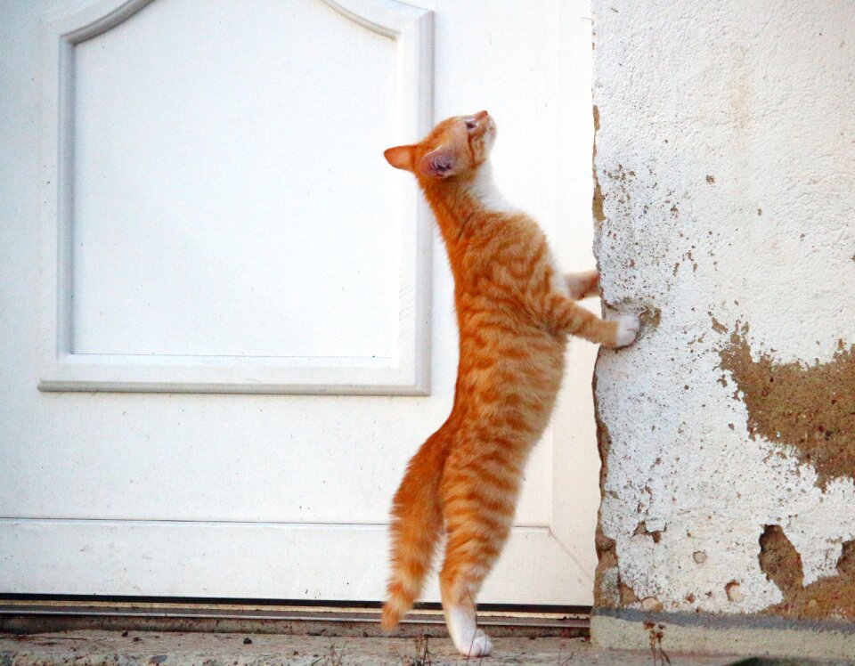 Red cat young cat cat baby