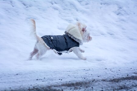 Puppy small dog white photo