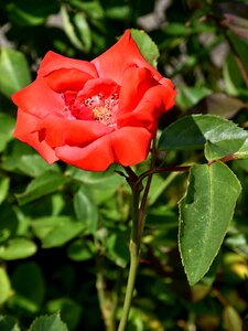 Flower wild rose red photo