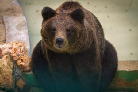 Bear animals nature