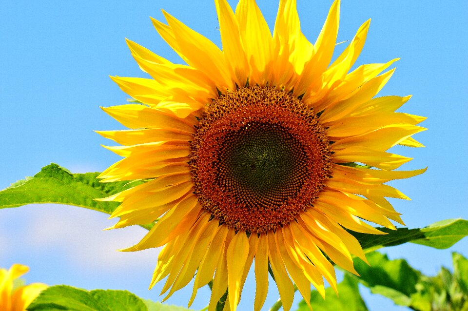 Blossom bloom yellow