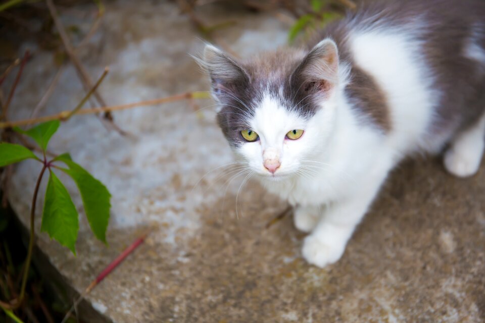Cat looking pets beautiful cat