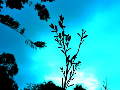 Sky silhouette nature