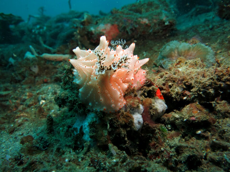Diving lembeh indonesia
