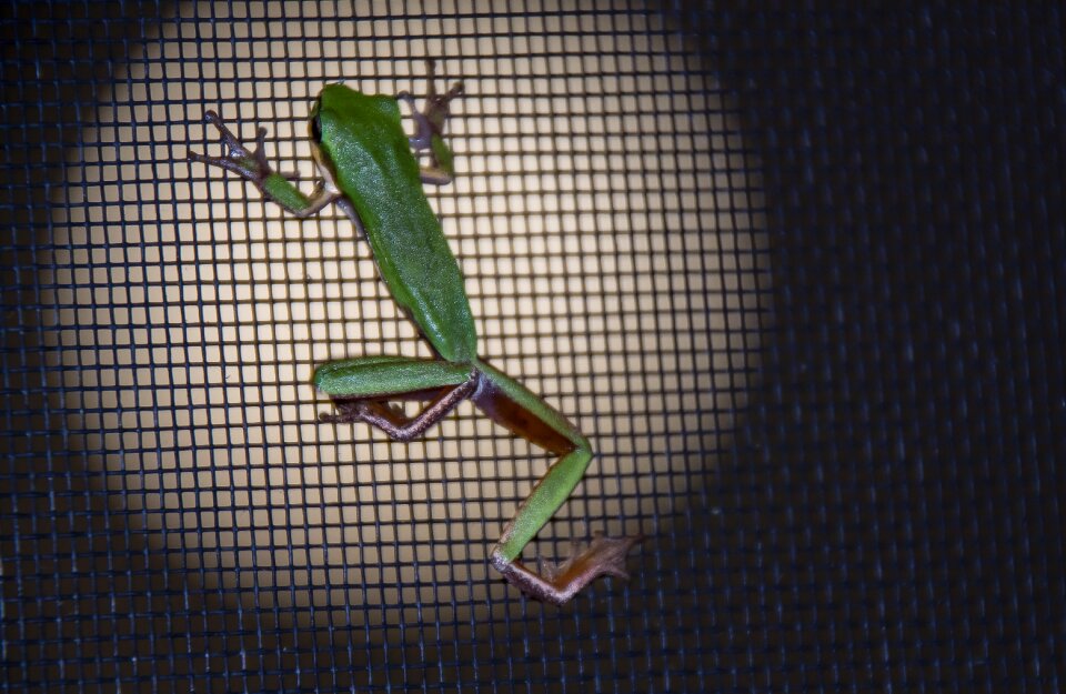 Fly screen black night