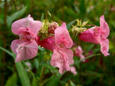 Dashing impatiens glandulifera nature photo