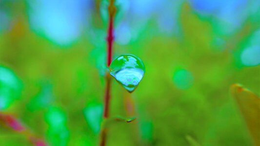 Water drop drop nature