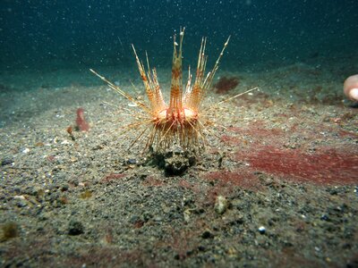 Ocean sea urchin photo