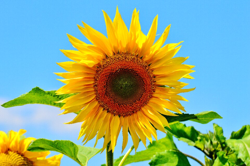 Blossom bloom yellow photo