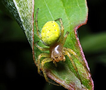 Insect leaf garden photo