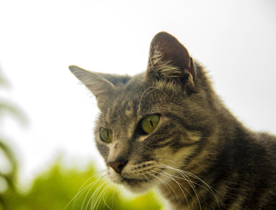 Gray skin pet outdoors