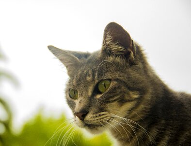 Gray skin pet outdoors