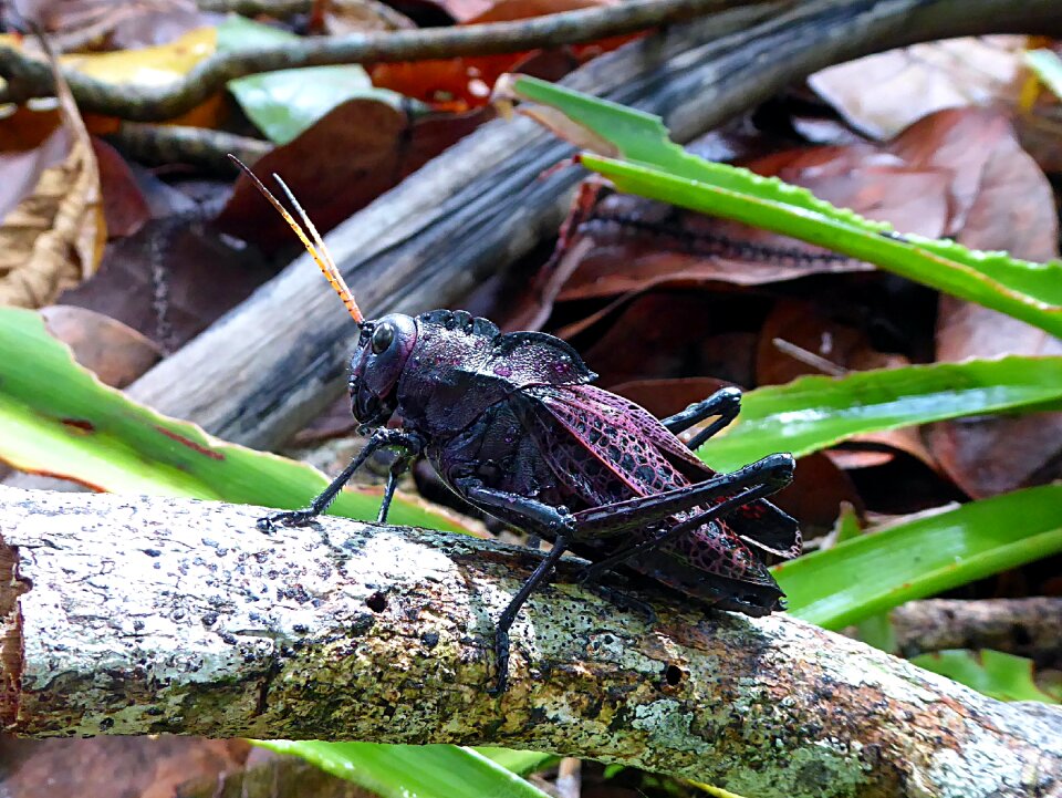 Costa rica animal ornithopter