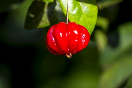Orchard garden nature