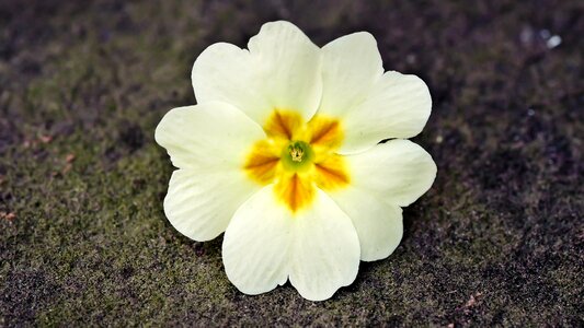 Flowers bloom easter