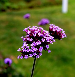 Purple flower green