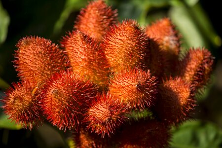 Nature food power supply
