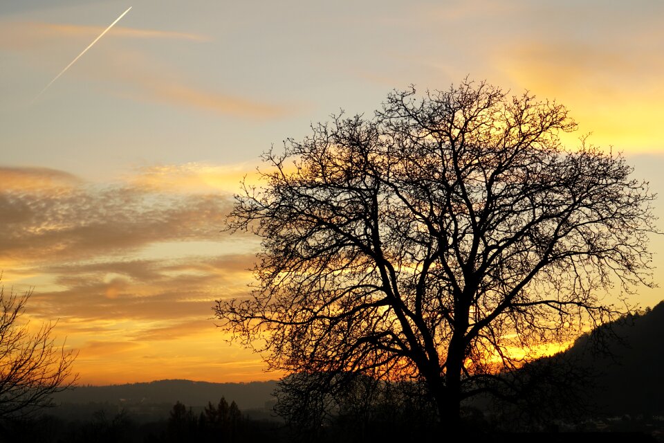 Abendstimmung tree twilight photo