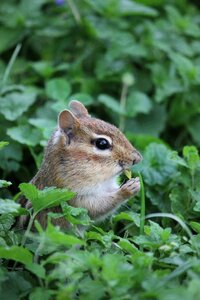 Rodent animal grass