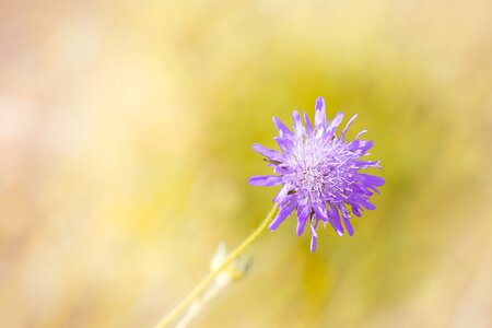 Flower violet purple