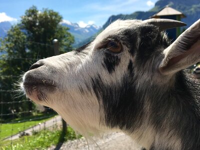 Landscape glarus summer