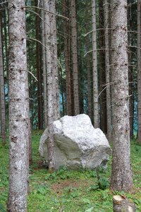 Limestone forest fir forest