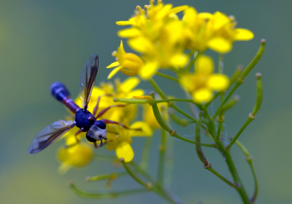 Petals nature wild