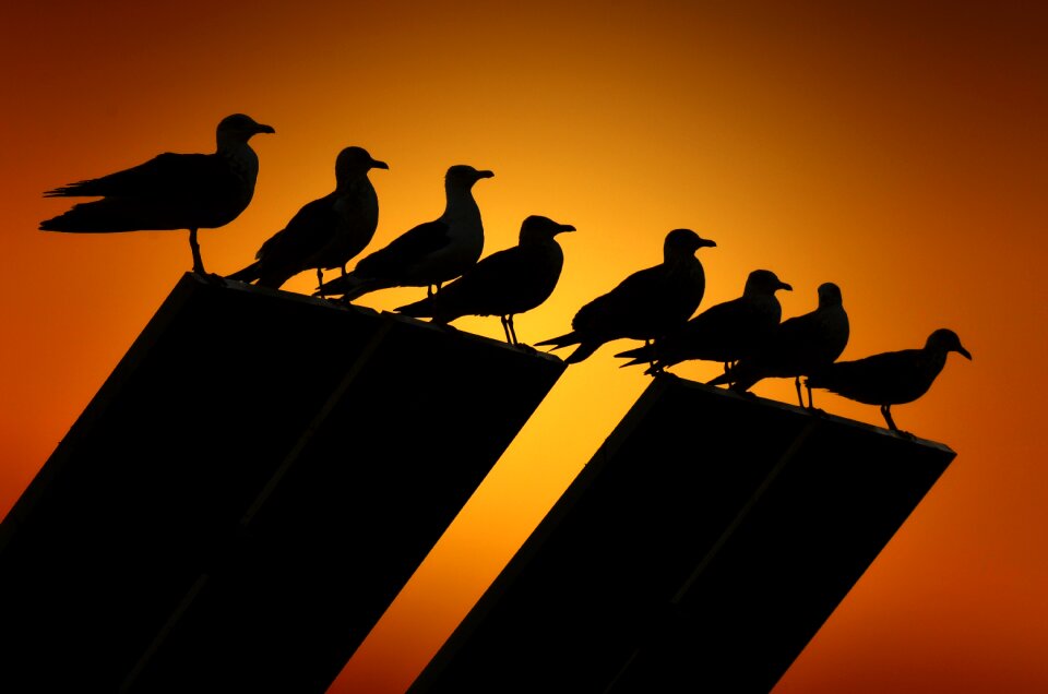 Birds bird sunset