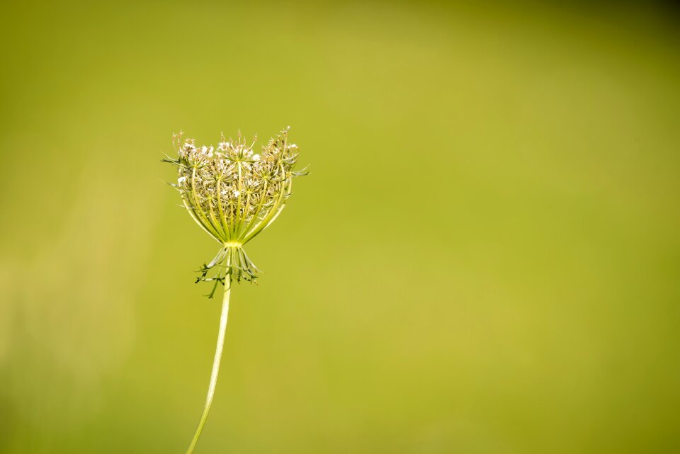 Grassland plants wild plant daucus carota