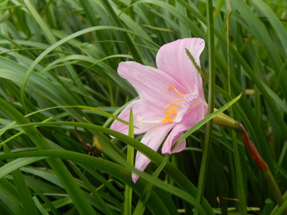 Rosa pink flower wild saffron