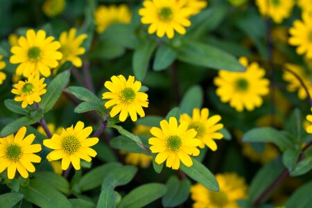 Yellow yellow flower flowers photo