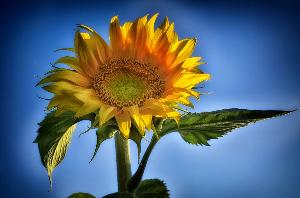 Flower yellow flower nature