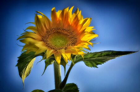 Flower yellow flower nature