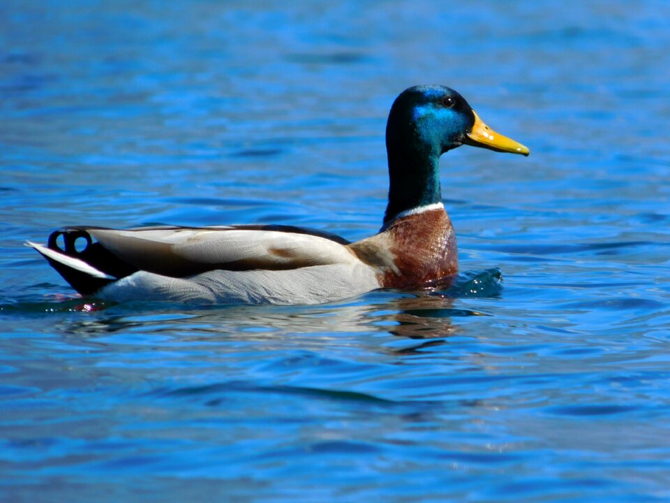 Lake colors animal