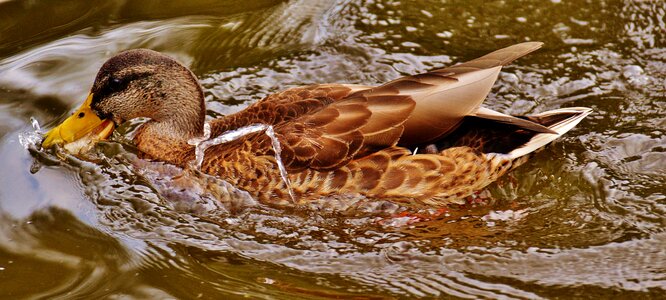 Plumage water feather