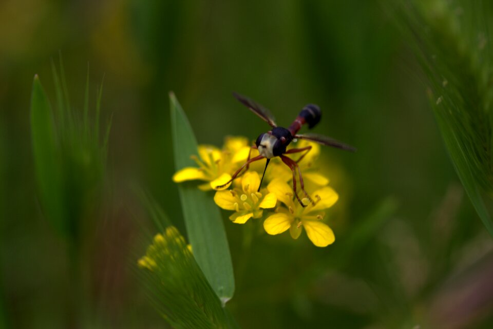 Petals nature wild