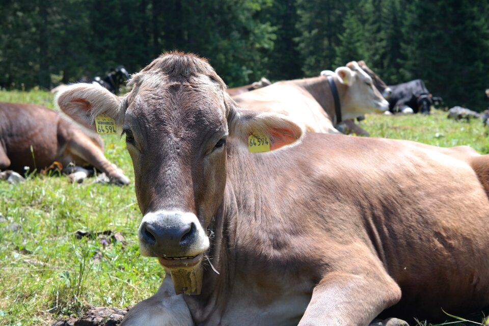 Beef alm kuhschnauze