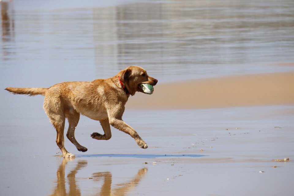Playing with ball pet adorable