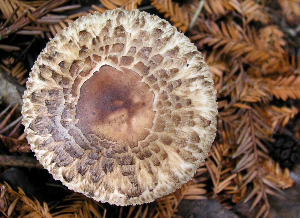 Mushroom nature brown