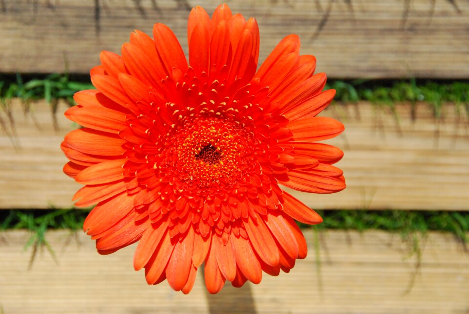 Bloom close up schnittblume