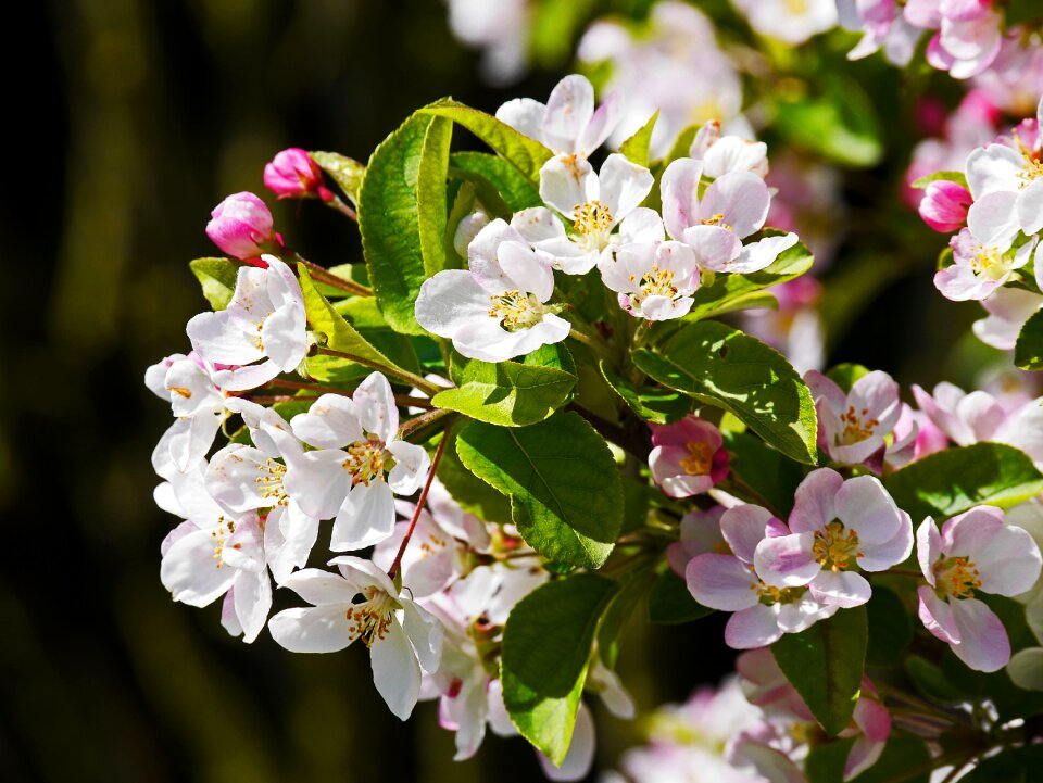 White pink apple tree