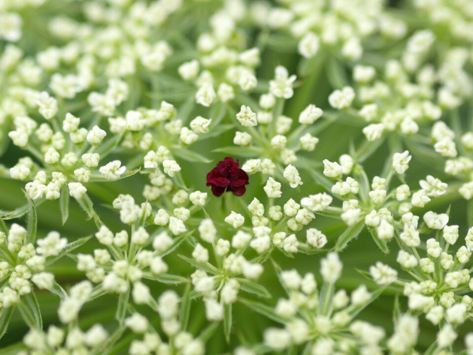 Screen flower cow parsley summer