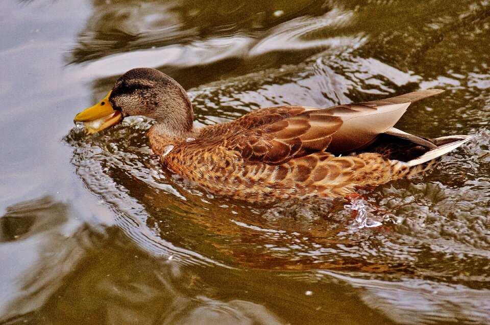 Plumage water feather