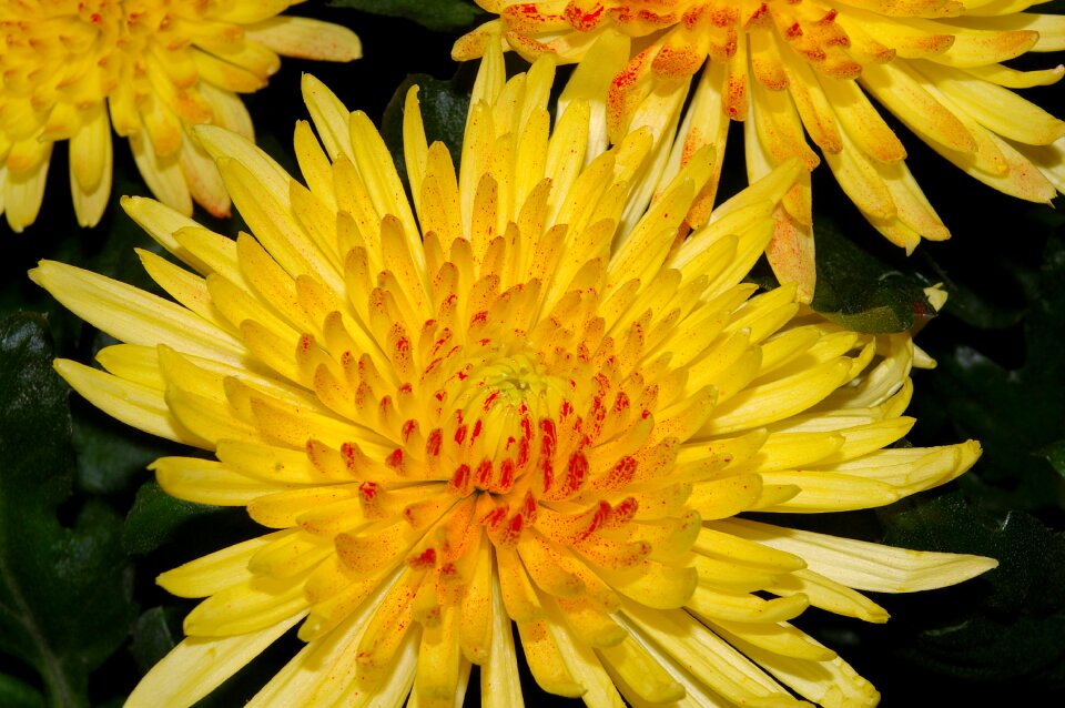 Flower plant yellow