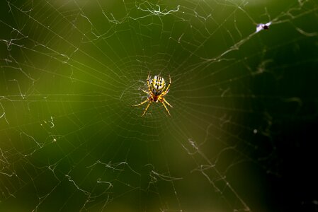 Hooked arachnid place