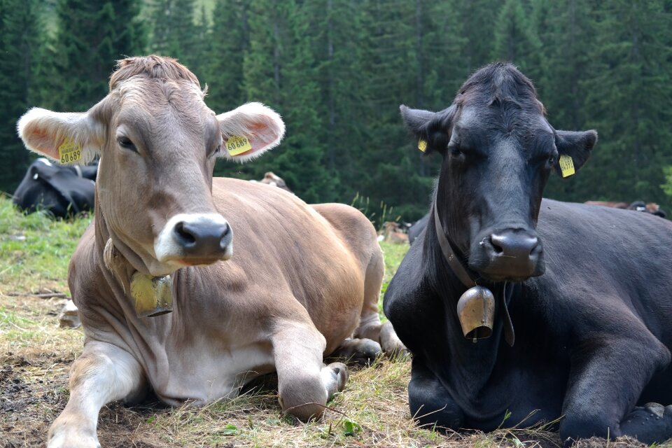 Alm kuhschnauze livestock