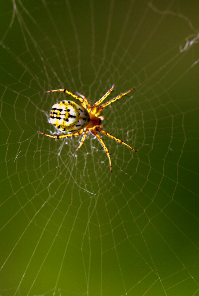 Hooked arachnid place