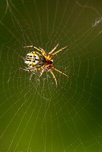 Hooked arachnid place